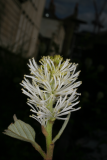 Fothergilla gardenii RCP4-2012 33.JPG
